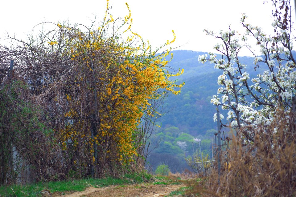 Landscape riverside spring landscape