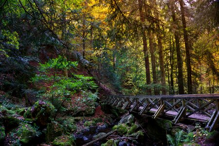 Leaves nature scenic photo