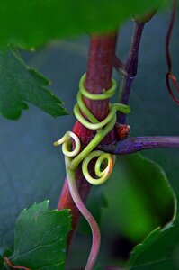 Autumn ripe fruit fruit