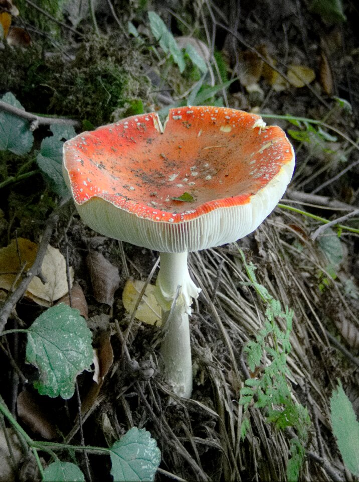 Toxic autumn toadstool