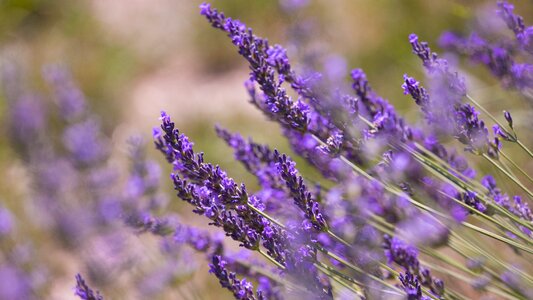 Lavender perfume aromatherapy photo