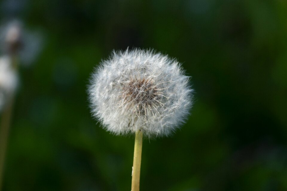 Dandelion flower white