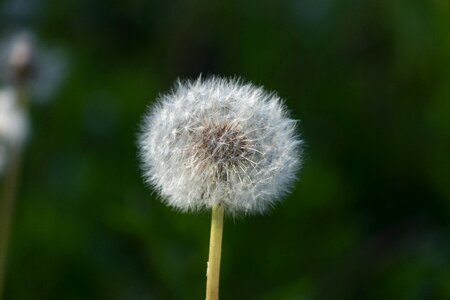 Dandelion flower white