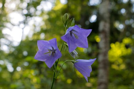 Bell forest nature