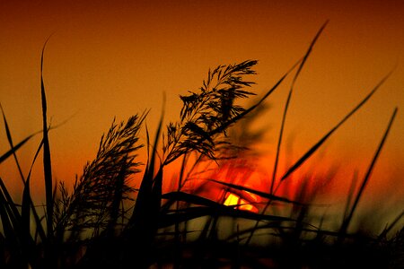 Nature silhouette heaven