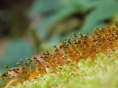 Moss macro wet