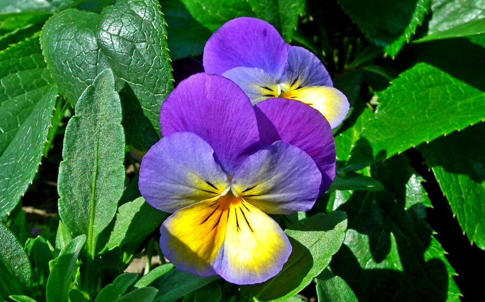 Plant flower pansies