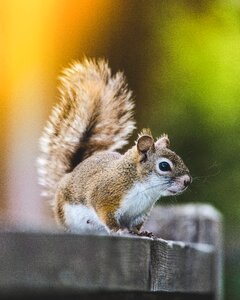 Animal wood nature