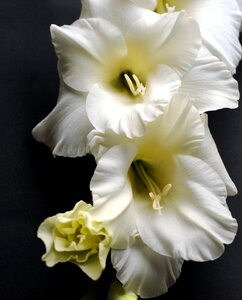 Flower white gladiolus