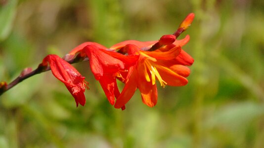 Orange flower flowers garden