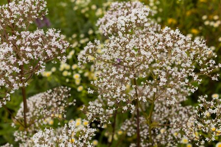 Valerian flower plant