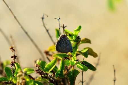 Insect camouflage lepidoptera
