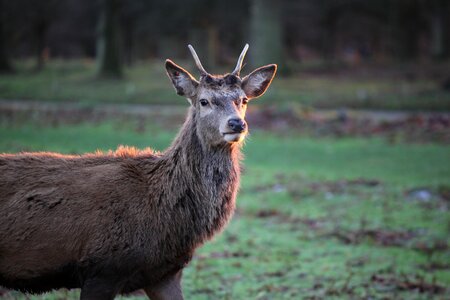 Wildlife grass richmond park