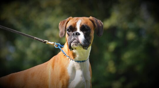 Dog look portrait dog eyes