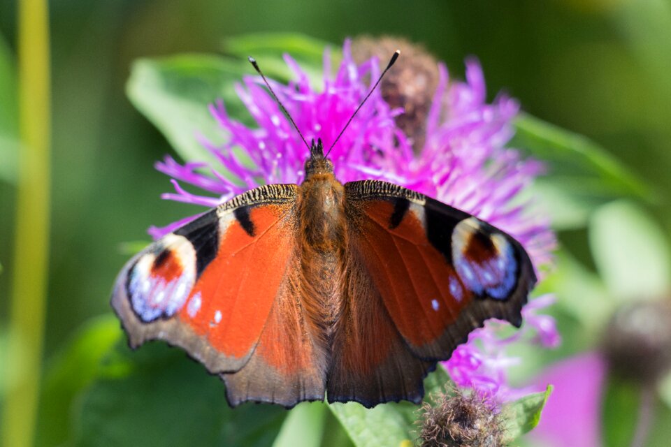 Flower insect wings