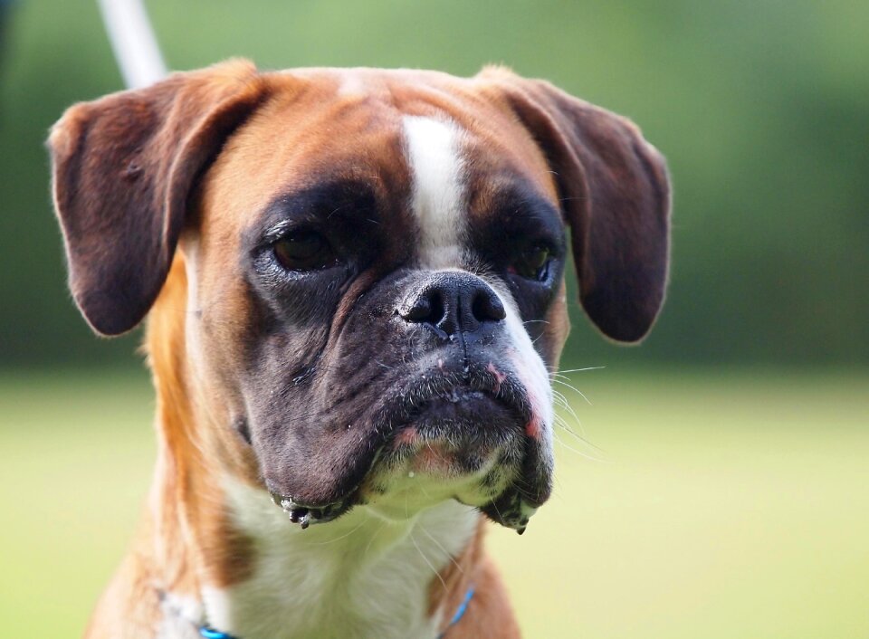 Dog animal portrait boxer dogs