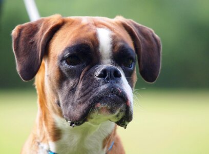 Dog animal portrait boxer dogs