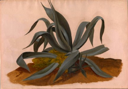 Johan Christian Dahl - Study of an Agave - NG.M.03216 - National Museum of Art, Architecture and Design