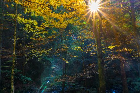 Leaves nature golden autumn photo