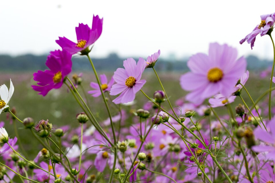 Cosmos autumn pink