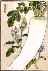 Daikon Seikei Zusetsu Agricultural Catalog (1793–1804)