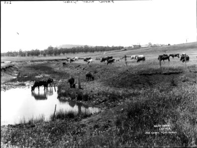 Dairy farm, Exeter from The Powerhouse Museum Collection