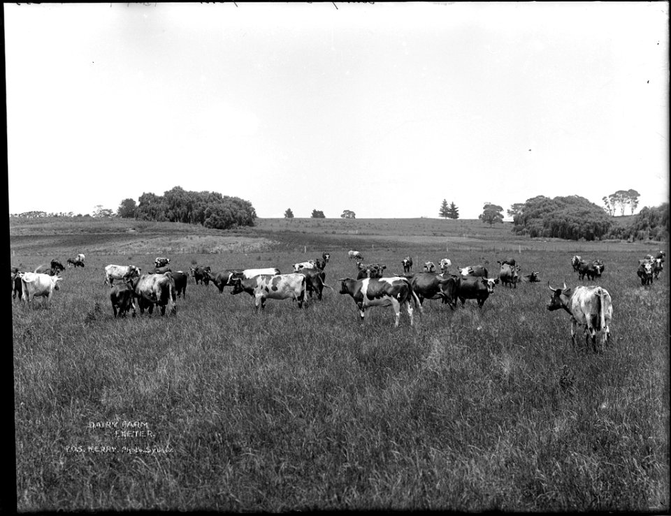 Dairy farm from The Powerhouse Museum Collection