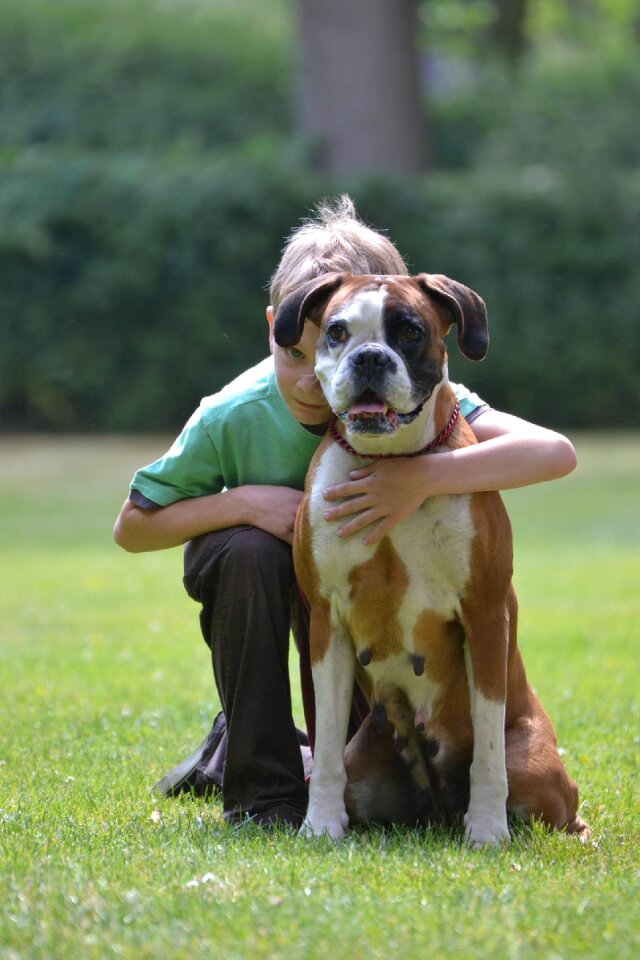 Pet dog boxer dog