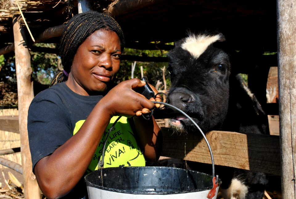 Dairy farmer (8329327101)
