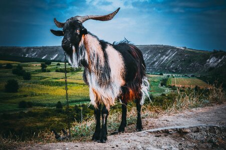 Big horn the horn of africa living nature