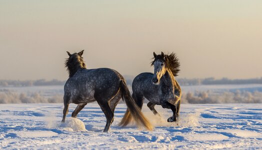 Cavalry outdoors action