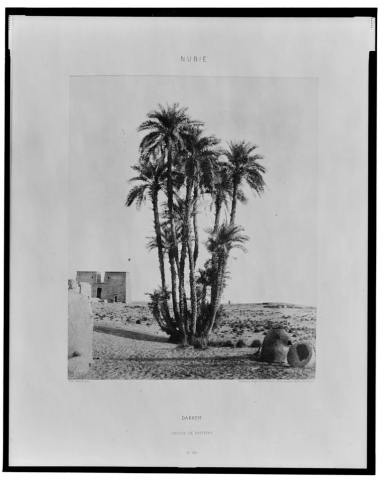 Dakkeh - groupe de dattiers - FT (monogram) Félix Teynard phot. LCCN2001695372