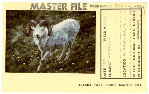 Dall sheep ram (33166778340)