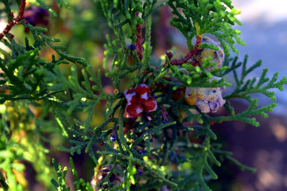 Arborvitaes cedars coniferous