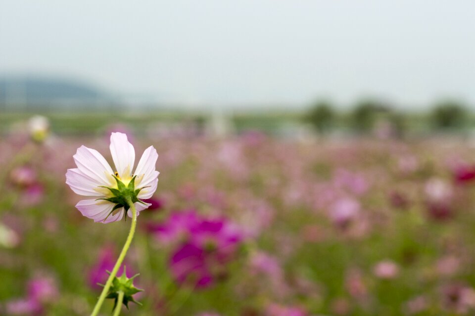 Flowers cosmos petal photo