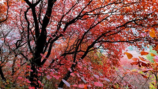 Bright red autumn tourism photo