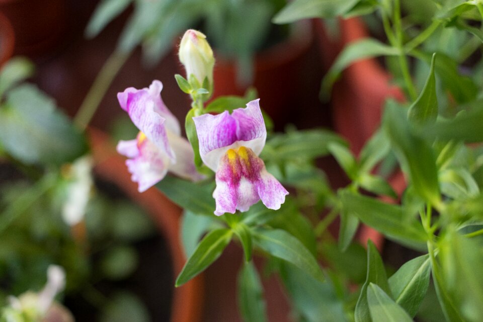 Houseplants flower room bloom