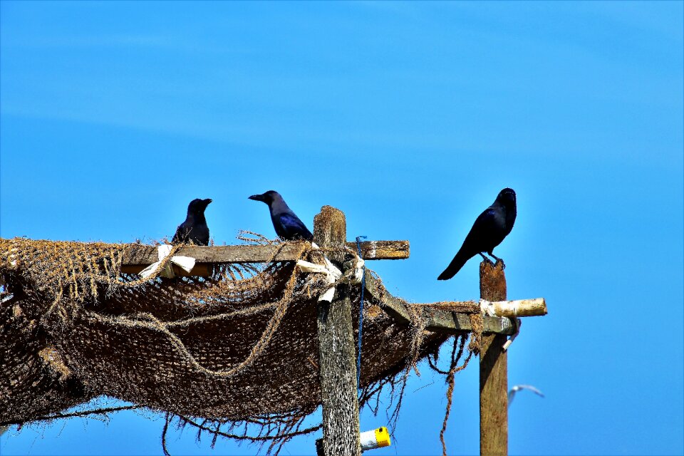 Nature birds sky