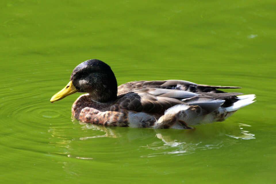 Animal pond nature photo