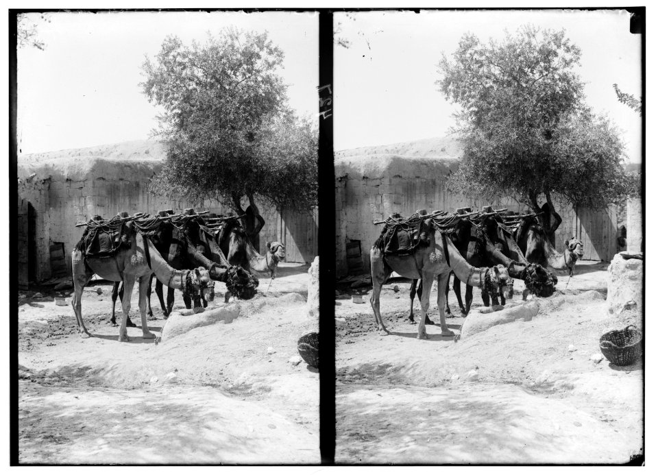 Damascus (Esh-Sham). Camels in a khan in old Damascus LOC matpc.01158