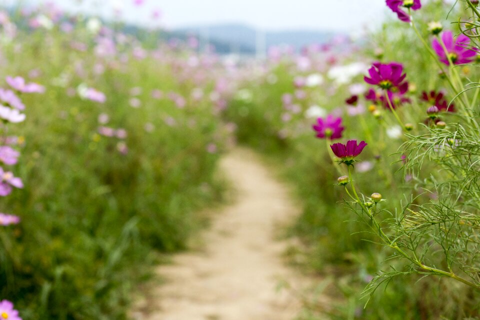 Cosmos gil beautiful