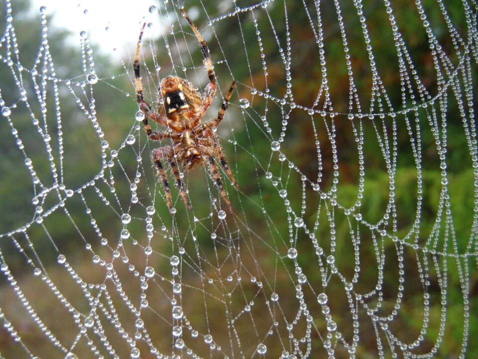 Fall hiking macro photography