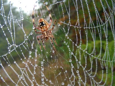 Fall hiking macro photography