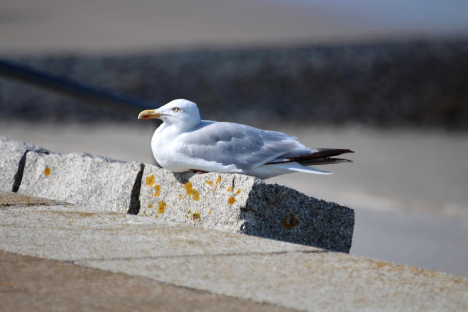 Animal bird water bird