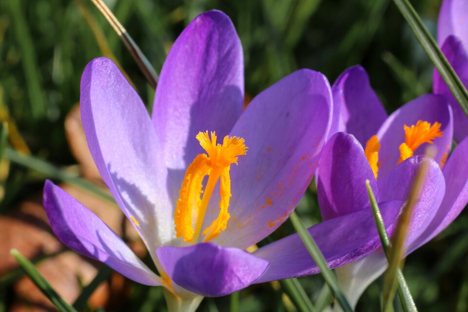 Crocus spring blossom
