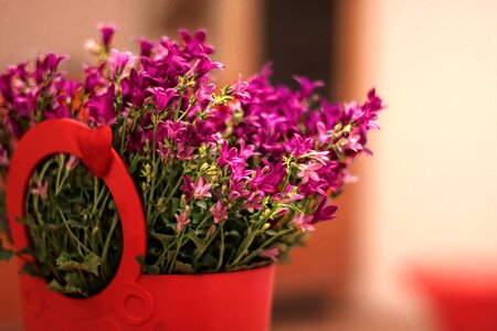 Bouquet decoration nature