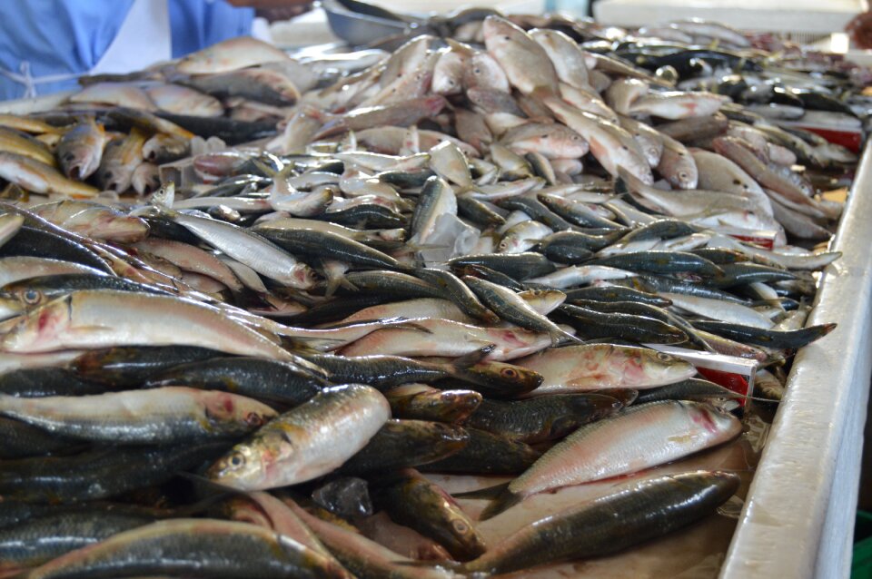 Market gray fish gray fishing