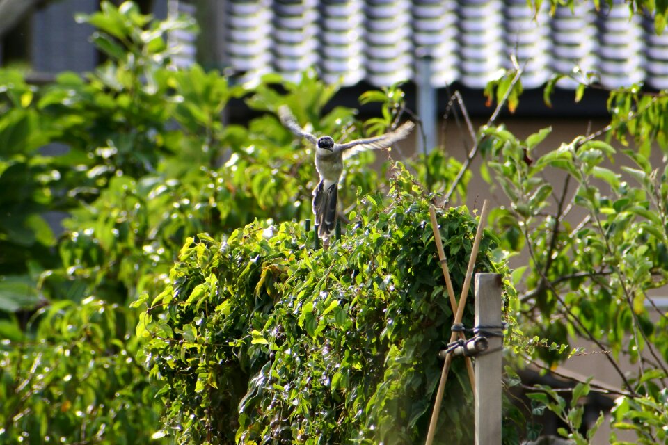 Leaf fresh green wild birds