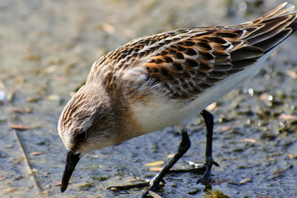Wild birds little bird the department of