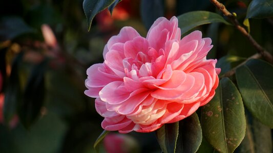 Leaf garden camellia